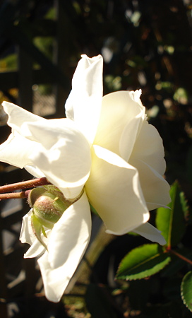 DSC00441