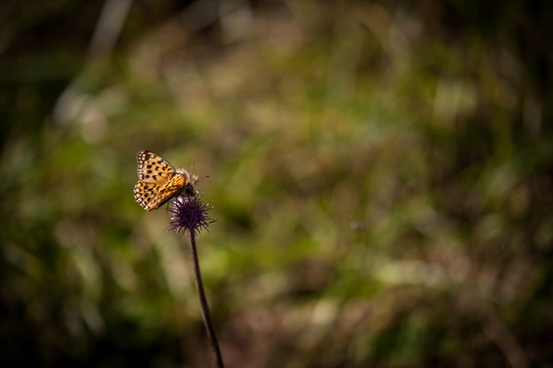 _MG_3098