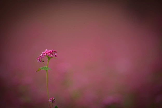 _MG_4119_R