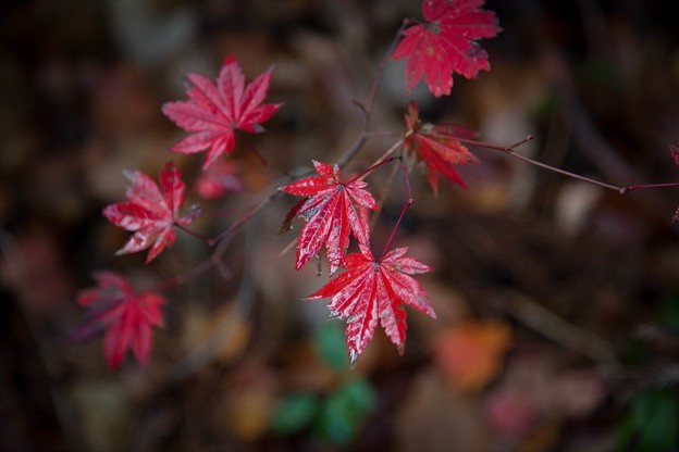 _MG_6931_R