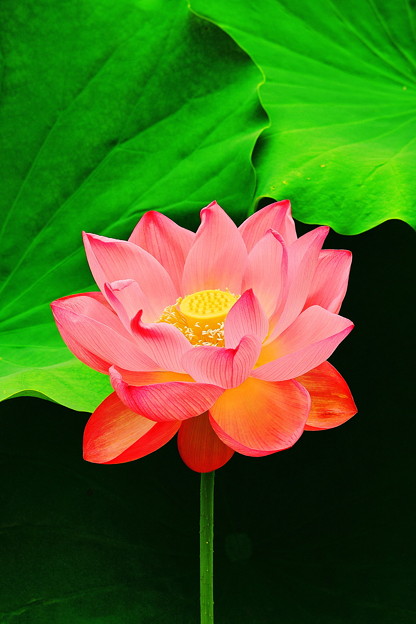 ハスの花