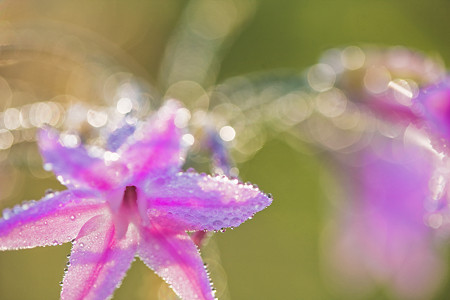 玉の花