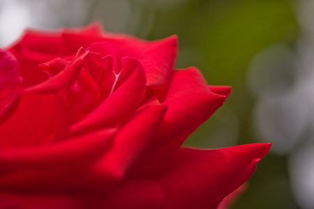 薔薇の輝き