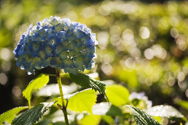 紫陽花
