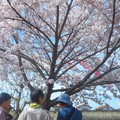 満開の 桜の下で 俳句会 in 黒崎水路