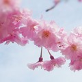 Photos: あでやか紅枝垂桜