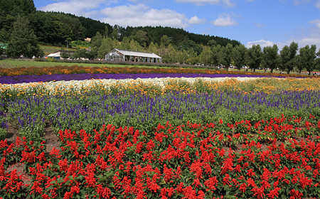 ファーム富田(富良野)