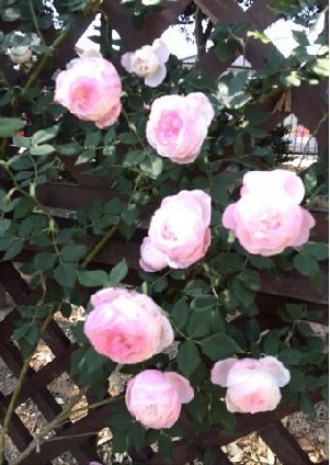 rose-k