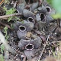 カンアオイ（寒葵）　ウマノスズクサ科