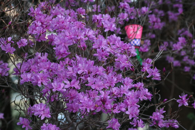 ミヤマツツジ 深山躑躅 ツツジ科 学名 コバノミツバツツジ 小葉の三つ葉躑躅 写真共有サイト フォト蔵