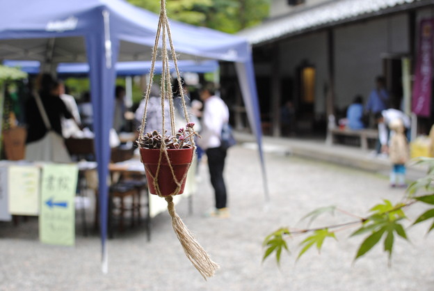 _DSC0281 写真: _DSC0281