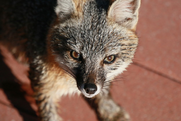 Gray Fox (4)
