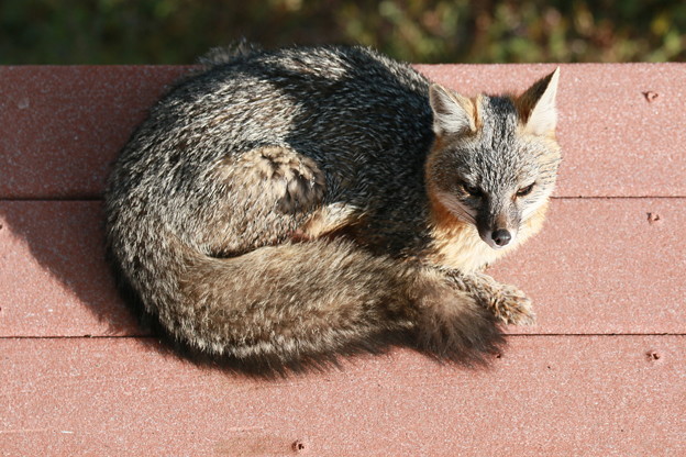 Gray Fox (6)