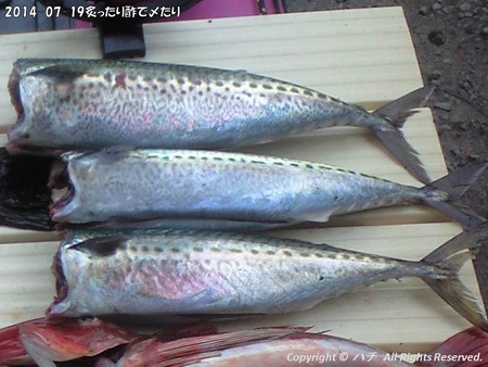2014-07-19炙ったり酢で〆たり (1)