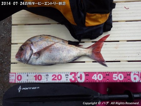 2014-07-24真鯛ダービーエントリー断念