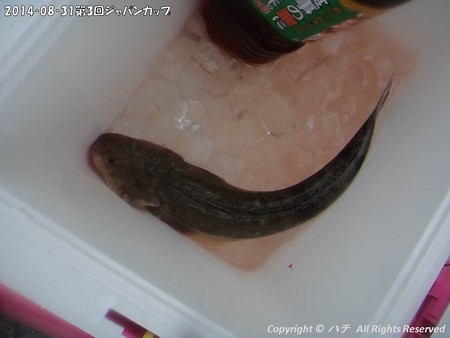 2014‐08‐31第3回ジャパンカップ (7)
