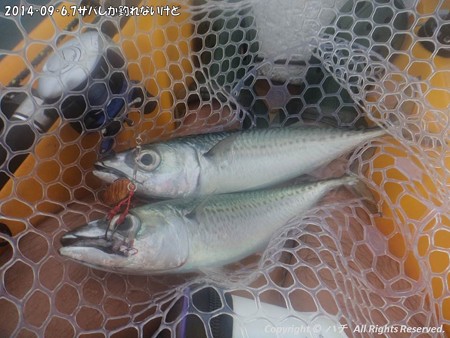 2014‐09‐6,7サバしか釣れないけど (8)