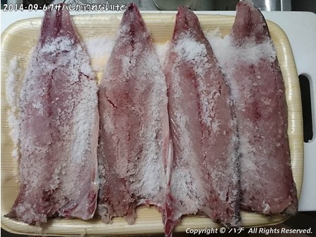 2014‐09‐6,7サバしか釣れないけど (14)
