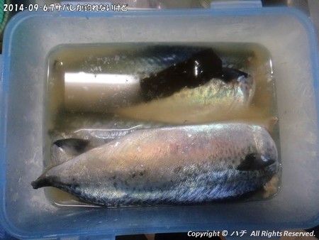 2014‐09‐6,7サバしか釣れないけど (15)