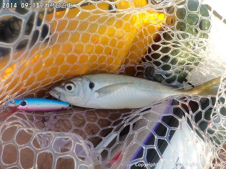 2014-09-13デカ鯵回遊中 (4)