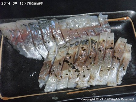 2014-09-13デカ鯵回遊中 (7)