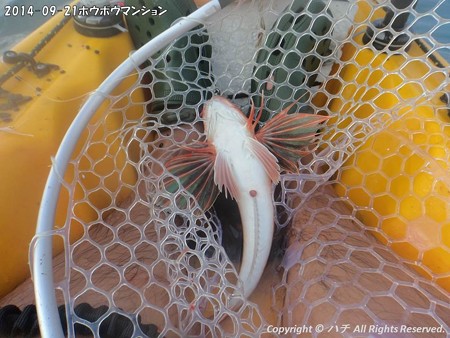 2014-09-21ホウボウマンション (3)