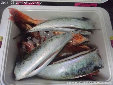 2014-09-21ホウボウマンション (8)