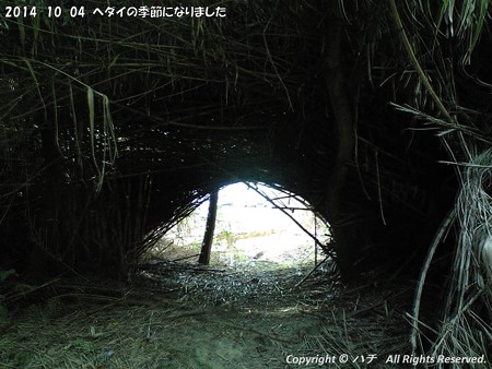 2014-10-04ヘダイの季節になりました (1)