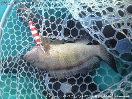 2014-10-26お魚は何処に!? (4)