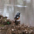 Photos: 池の畔の鳥