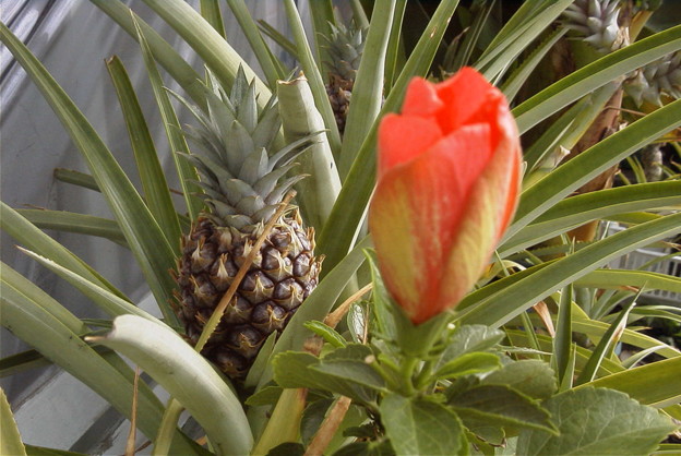 花の陰のパイナップル 写真共有サイト フォト蔵