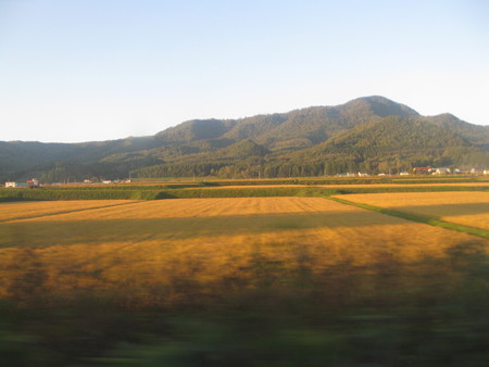 西日の田んぼ