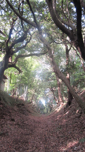 小田原古城 小峯御鐘ノ台大堀切東堀 神奈川県 写真共有サイト フォト蔵