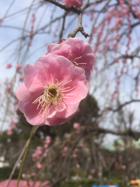 16.02.25.亀戸天神社（江東区）