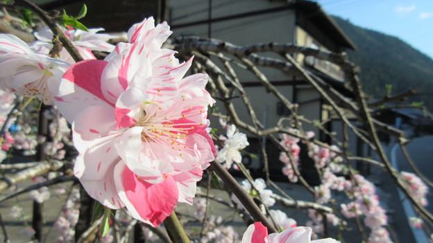 Photos: 16.04.11.鞍馬寺（左京区）門前町