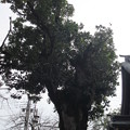 一之宮貫前神社（富岡市）蛙の木