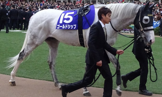 ｺﾞｰﾙﾄﾞｼｯﾌﾟ(5回中山8日 10R 第60回ｸﾞﾗﾝﾌﾟﾘ 有馬記念(GI)出走馬)