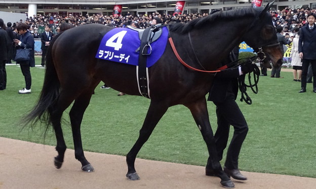 ﾗﾌﾞﾘｰﾃﾞｲ(5回中山8日 10R 第60回ｸﾞﾗﾝﾌﾟﾘ 有馬記念(GI)出走馬)