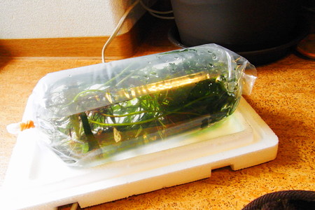 パッキング草