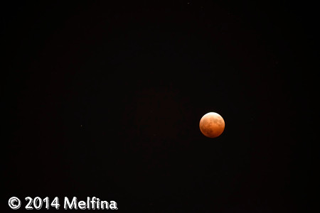 _MEL8346