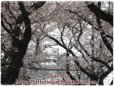 2016年の桜2