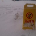 Photos: 天草に雪便り