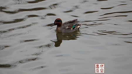 大池親水公園01