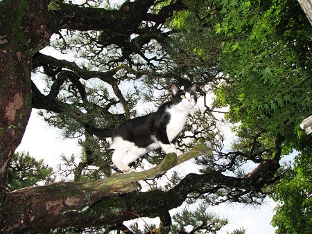 ハナシロ　栗林公園的猫松