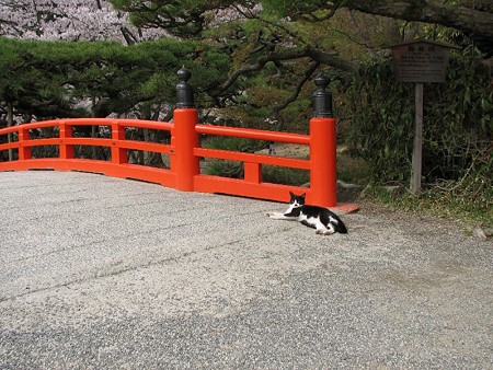 梅林橋のハナクロ