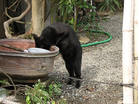 水を飲む黒猫3号