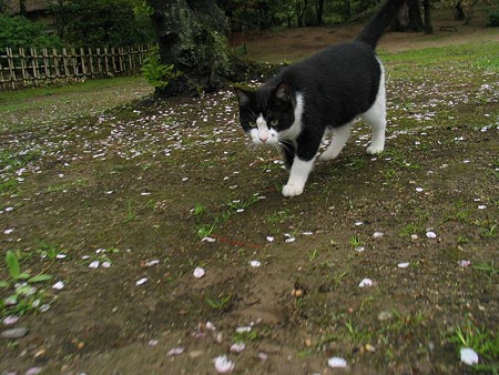 桜の花びらの絨毯の上で、ハナシロ