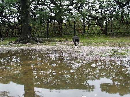 桜の花びらの絨毯の上で、水たまりにはいるハナシロ