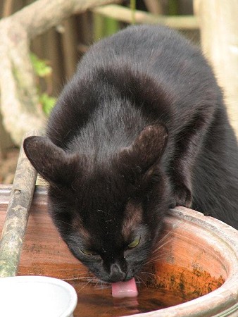 水を飲む黒猫3号、少しやつれたようです。