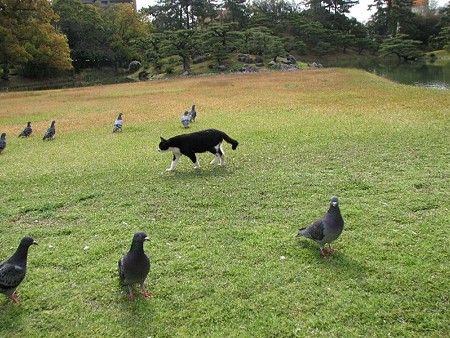 ハナクロと鳩